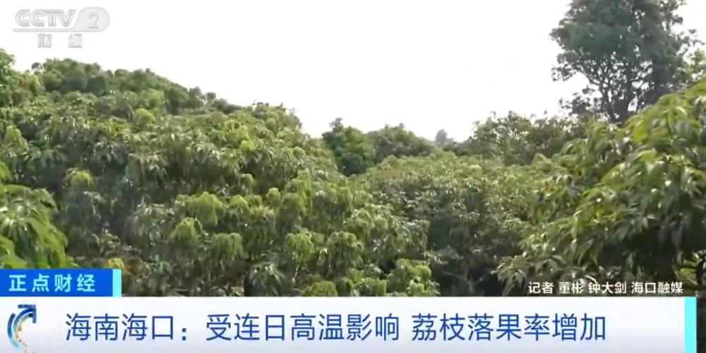leyu-大范围持续性高温天气，局地达到40℃以上，海南：热到荔枝都自闭了